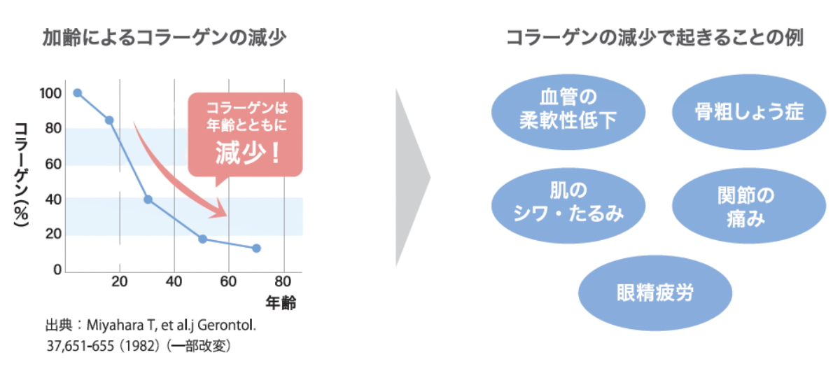 年齢に伴うコラーゲン量の変化